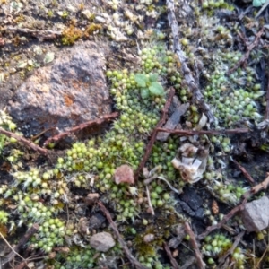 Gigaspermum repens at Cooma North Ridge Reserve - 9 May 2022 02:28 PM