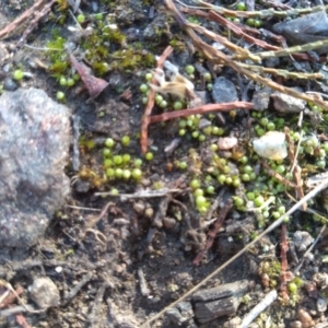 Gigaspermum repens at Cooma North Ridge Reserve - 9 May 2022 02:28 PM