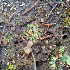 Riccia sorocarpa at Cooma, NSW - 9 May 2022 03:27 PM