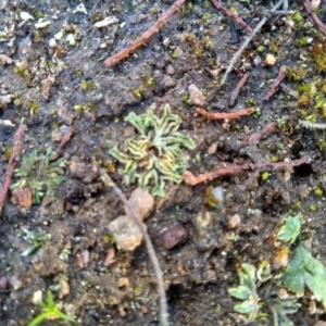 Riccia sorocarpa at Cooma, NSW - 9 May 2022