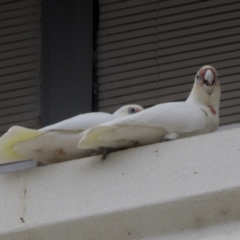 Cacatua sanguinea (Little Corella) at Phillip, ACT - 10 May 2022 by AlisonMilton