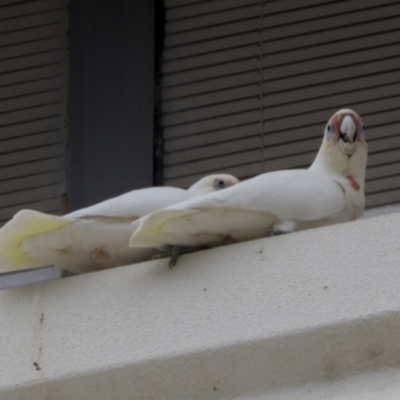 Cacatua sanguinea (Little Corella) at Phillip, ACT - 10 May 2022 by AlisonMilton