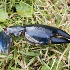 Cherax destructor at Phillip, ACT - 10 May 2022 11:20 AM