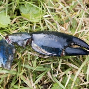 Cherax destructor at Phillip, ACT - 10 May 2022