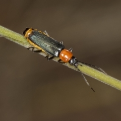 Chauliognathus tricolor (Tricolor soldier beetle) at Acton, ACT - 4 Feb 2022 by AlisonMilton