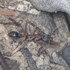 Myrmecia nigriceps at Acton, ACT - 4 Feb 2022