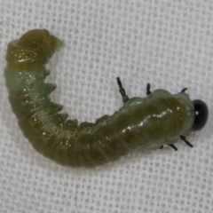 Zenarge turneri (Cypress pine sawfly) at Aranda, ACT - 4 May 2022 by AlisonMilton