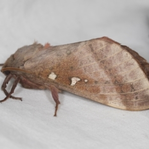 Oxycanus australis at Higgins, ACT - 5 May 2022 02:20 PM