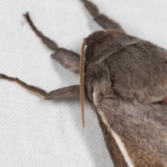 Oxycanus dirempta (Variable Oxycanus) at Higgins, ACT - 5 May 2022 by AlisonMilton