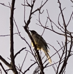 Anthochaera carunculata (Red Wattlebird) at Holt, ACT - 8 May 2022 by JimL