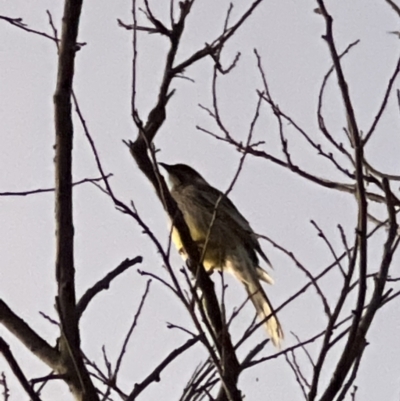 Anthochaera carunculata (Red Wattlebird) at Holt, ACT - 8 May 2022 by JimL