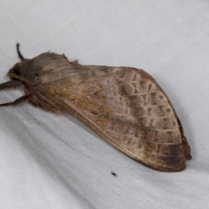 Oxycanus (genus) at Higgins, ACT - 5 May 2022 02:26 PM