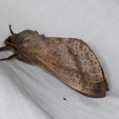 Oxycanus (genus) (Unidentified Oxycanus moths) at Higgins, ACT - 5 May 2022 by AlisonMilton