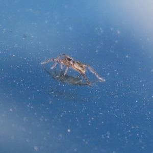 Lycosidae (family) at Booth, ACT - 9 May 2022