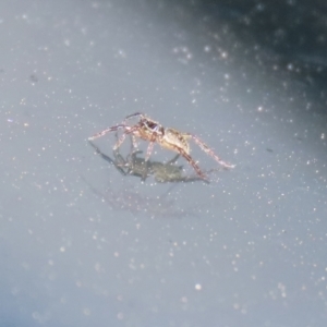 Lycosidae (family) at Booth, ACT - 9 May 2022