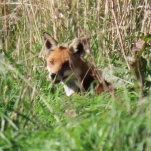 Vulpes vulpes at Booth, ACT - 9 May 2022 12:17 PM