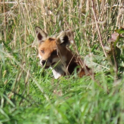 Vulpes vulpes (Red Fox) at Booth, ACT - 9 May 2022 by RodDeb