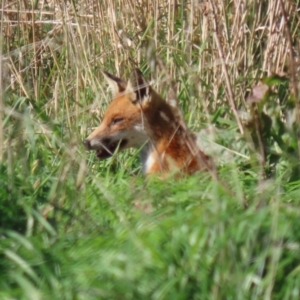 Vulpes vulpes at Booth, ACT - 9 May 2022 12:17 PM