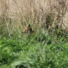 Vulpes vulpes at Booth, ACT - 9 May 2022 12:17 PM