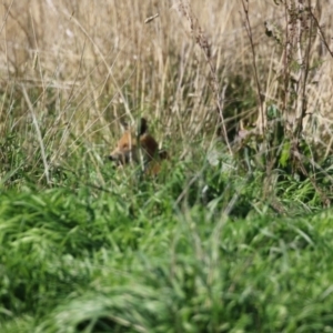 Vulpes vulpes at Booth, ACT - 9 May 2022 12:17 PM