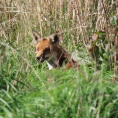 Vulpes vulpes at Booth, ACT - 9 May 2022 12:17 PM