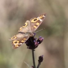 Junonia villida (Meadow Argus) at Booth, ACT - 9 May 2022 by RodDeb