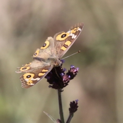 Junonia villida (Meadow Argus) at Booth, ACT - 9 May 2022 by RodDeb