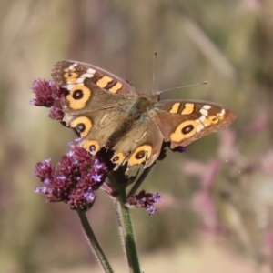 Junonia villida at Booth, ACT - 9 May 2022 01:11 PM