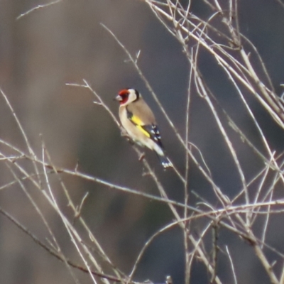 Carduelis carduelis (European Goldfinch) at Booth, ACT - 9 May 2022 by RodDeb