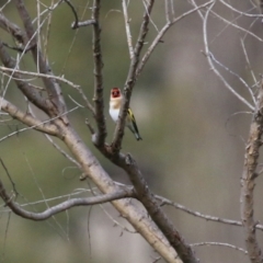 Carduelis carduelis at Booth, ACT - 9 May 2022