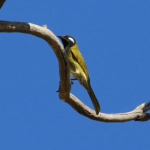 Nesoptilotis leucotis at Booth, ACT - 9 May 2022 12:09 PM