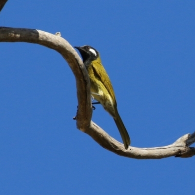 Nesoptilotis leucotis (White-eared Honeyeater) at Booth, ACT - 9 May 2022 by RodDeb