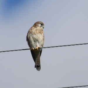 Falco cenchroides at Booth, ACT - 9 May 2022