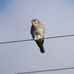 Falco cenchroides at Booth, ACT - 9 May 2022