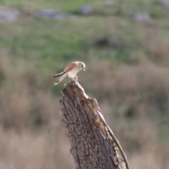 Falco cenchroides at Booth, ACT - 9 May 2022