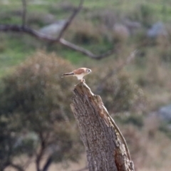 Falco cenchroides at Booth, ACT - 9 May 2022