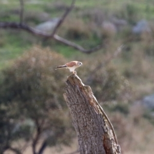 Falco cenchroides at Booth, ACT - 9 May 2022