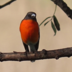 Petroica phoenicea at Booth, ACT - 9 May 2022 12:38 PM