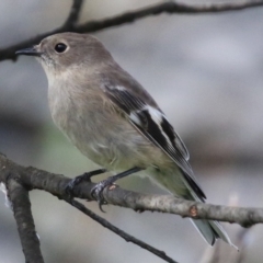 Petroica phoenicea at Booth, ACT - 9 May 2022 12:38 PM