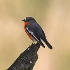 Petroica phoenicea at Booth, ACT - 9 May 2022 12:38 PM