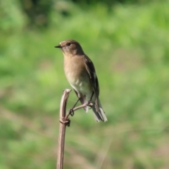 Petroica phoenicea at Booth, ACT - 9 May 2022 12:38 PM