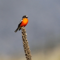 Petroica phoenicea at Booth, ACT - 9 May 2022