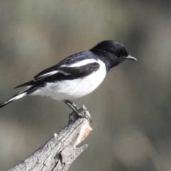 Melanodryas cucullata cucullata (Hooded Robin) at Booth, ACT - 9 May 2022 by RodDeb