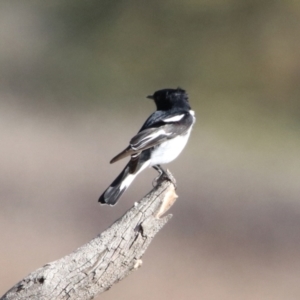 Melanodryas cucullata at Booth, ACT - 9 May 2022