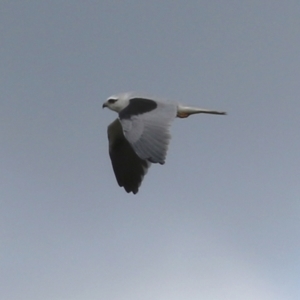 Elanus axillaris at Booth, ACT - 9 May 2022