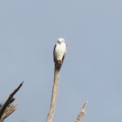 Elanus axillaris at Booth, ACT - 9 May 2022