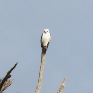 Elanus axillaris at Booth, ACT - 9 May 2022