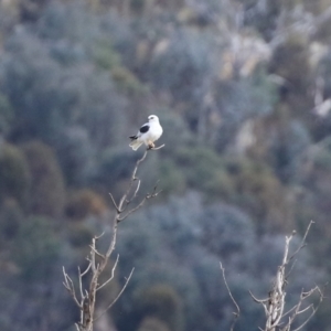 Elanus axillaris at Booth, ACT - 9 May 2022