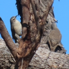 Climacteris picumnus victoriae (Brown Treecreeper) at Booth, ACT - 9 May 2022 by RodDeb