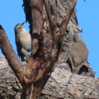 Climacteris picumnus victoriae (Brown Treecreeper) at Booth, ACT - 9 May 2022 by RodDeb